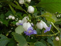 Strobilanthes heyneanus Nees resmi