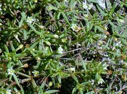 Image of Crassula expansa subsp. filicaulis (Haw.) Tölken