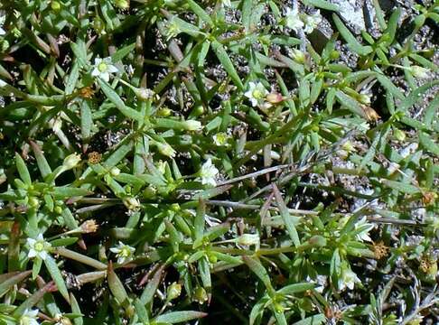 Image of Thread Stonecrop
