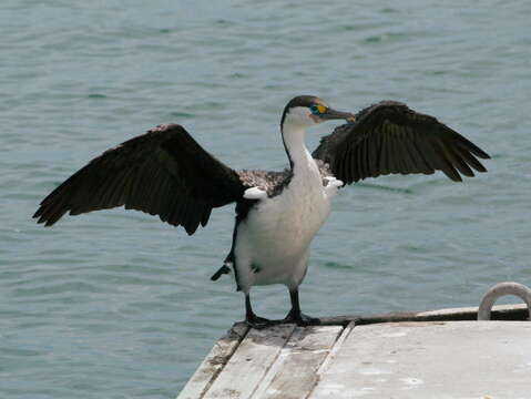 Image of Phalacrocorax Brisson 1760