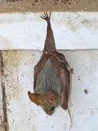 Image of Heart-nosed bat