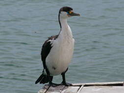 Image of Australian Pied Cormorant