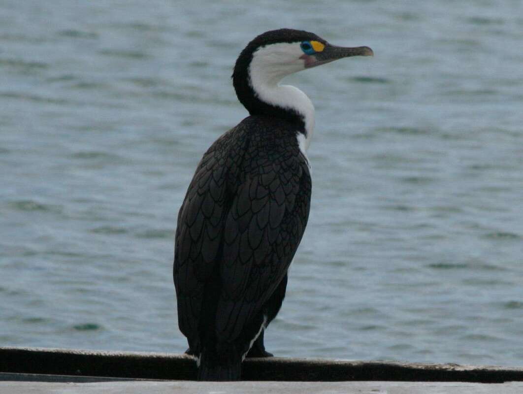 Image of Australian Pied Cormorant