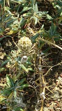 Слика од Argiope lobata (Pallas 1772)