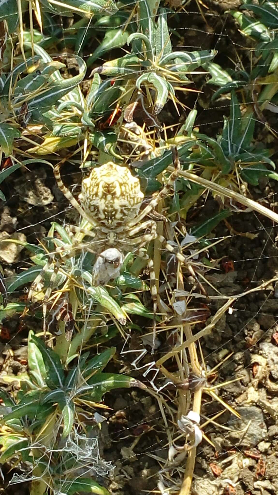 Image of Argiope lobata (Pallas 1772)