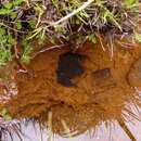 Image of Pehuenche Spiny-chest Frog