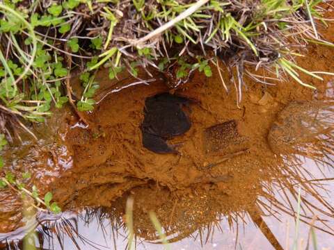 Image of Pehuenche Spiny-chest Frog