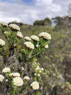Image of Metalasia erectifolia Pillans