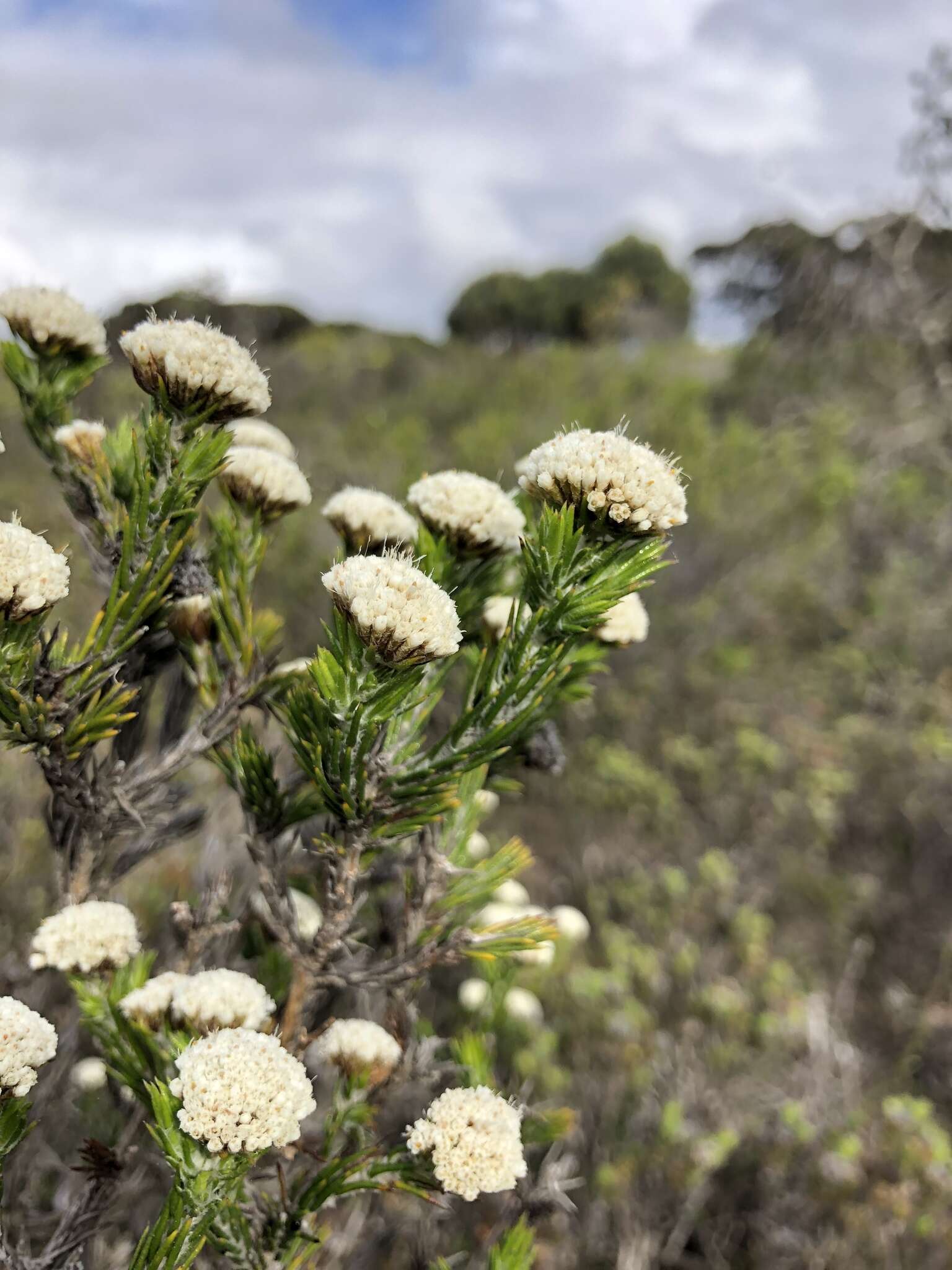 Image of Metalasia erectifolia Pillans