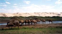 Image of Bactrian camel