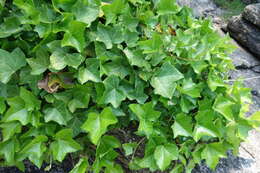 Image of Atlantic Ivy