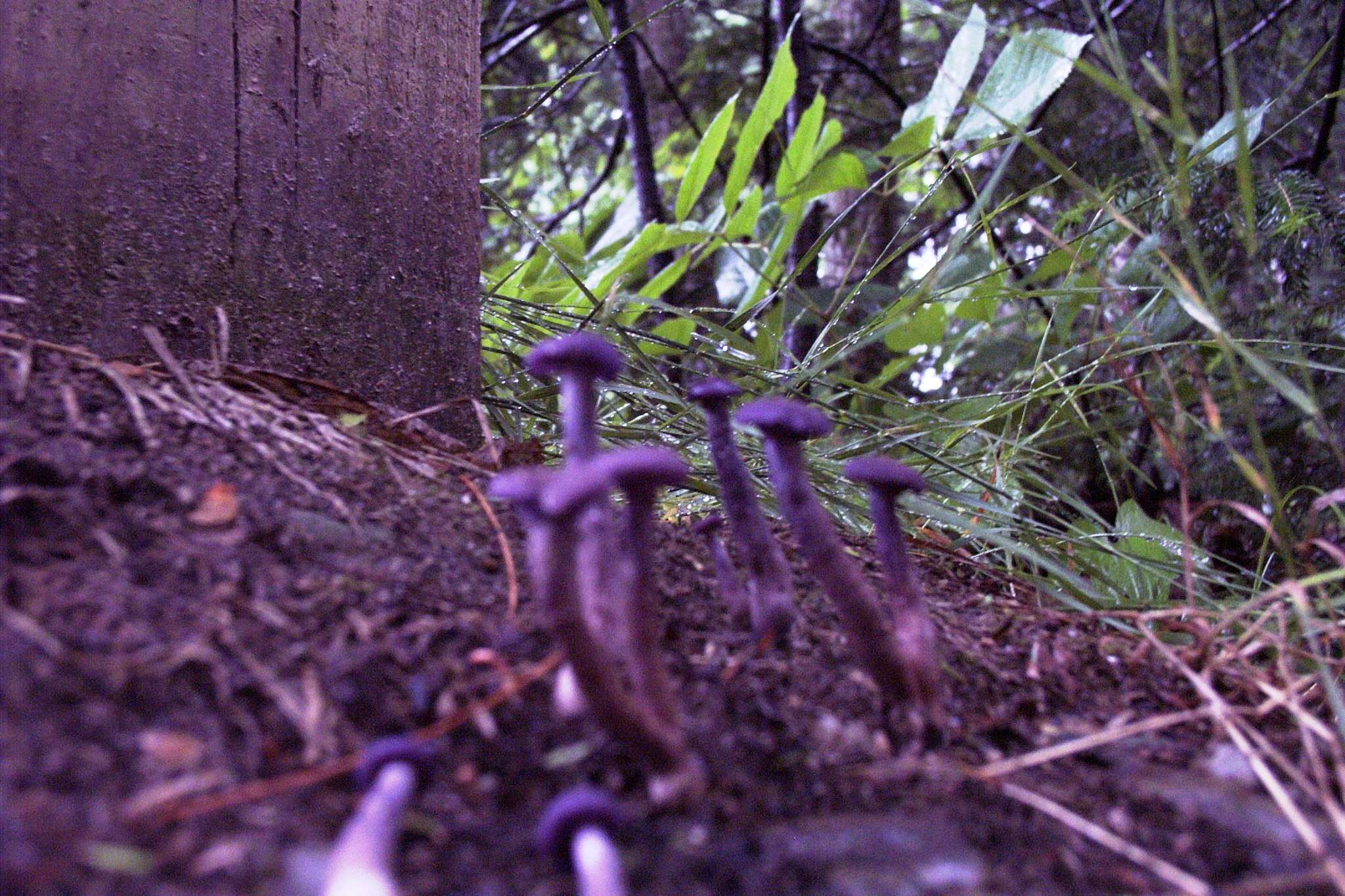 Image of Laccaria amethystina Cooke 1884