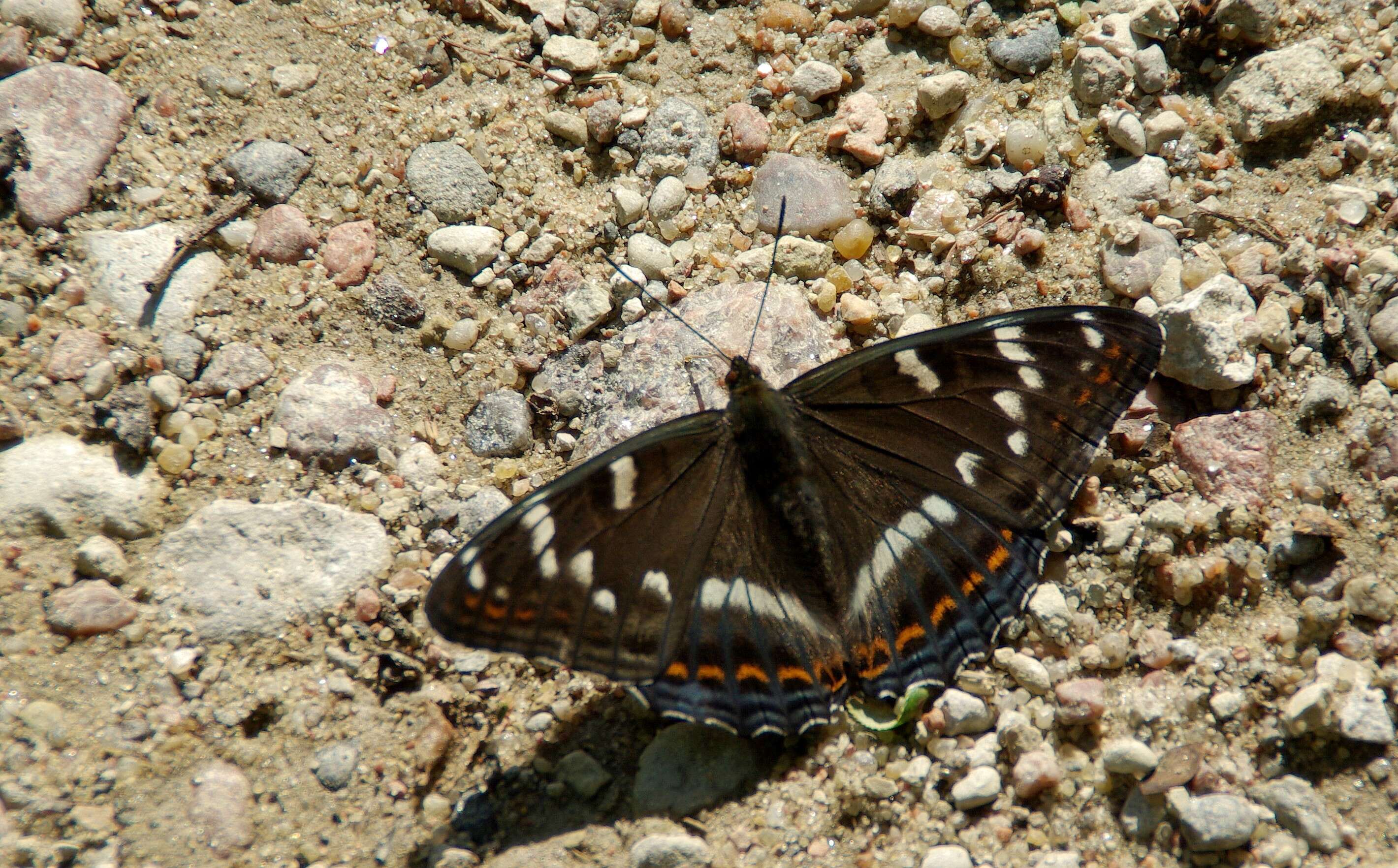 Image of poplar admiral