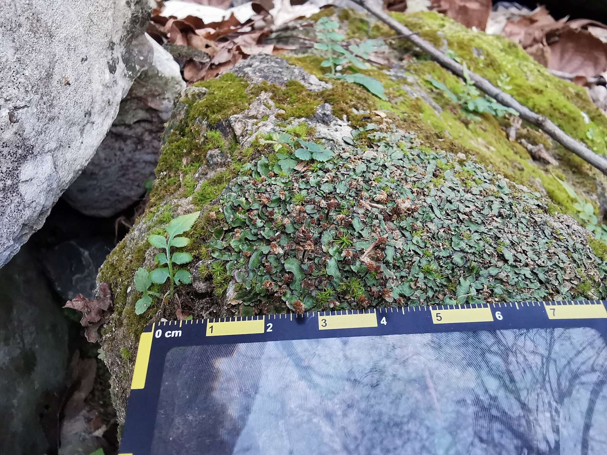 Image of Asterella echinella (Gottsche) Underw.