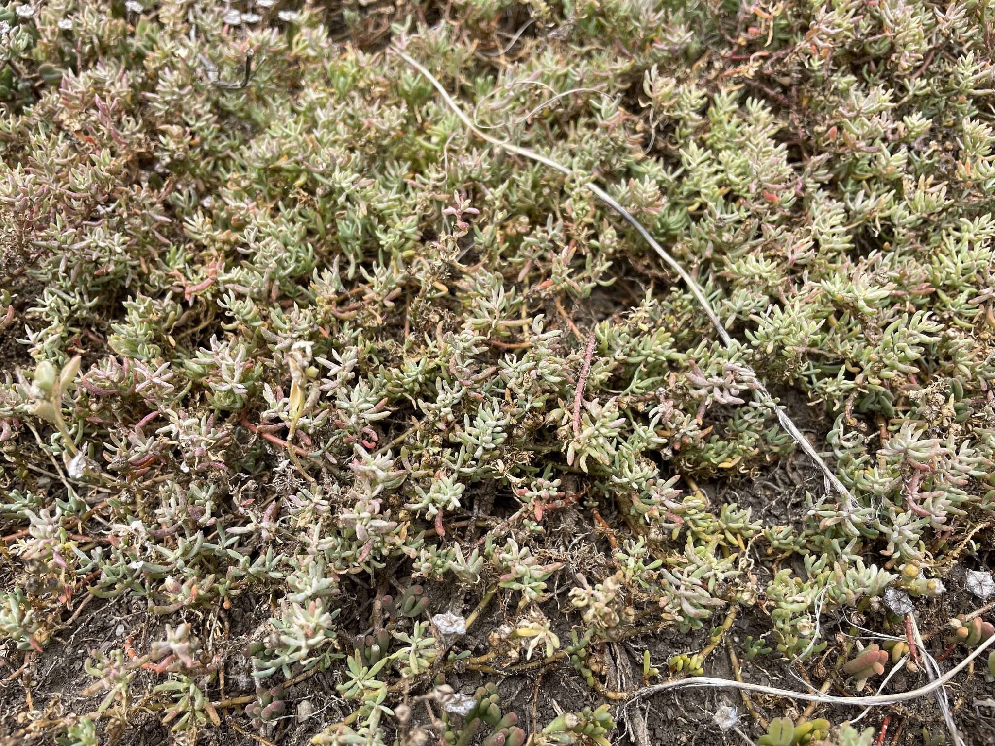 Image of Mesembryanthemum parviflorum Jacq.