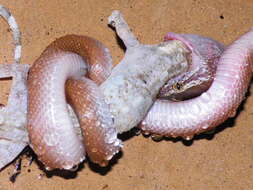 Image of Brown House Snake