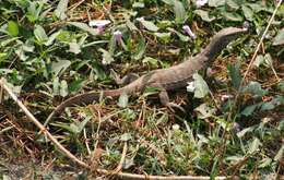 Image of Bengal Monitor Lizard