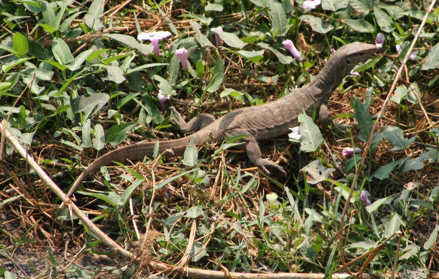 Image of Bengal Monitor Lizard