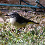 Image of Yellow-rumped Thornbill