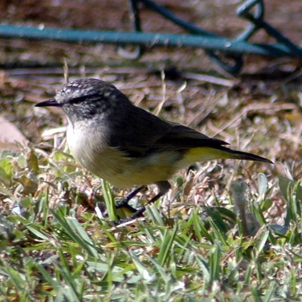 Image of Yellow-rumped Thornbill