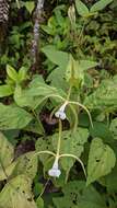 Image of Epidendrum lacustre Lindl.