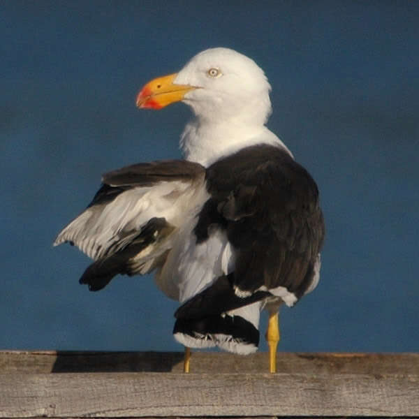 Image of Pacific Gull