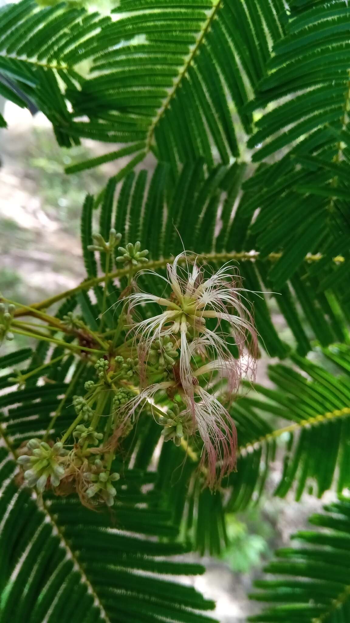 Image of Albizia polyphylla E. Fourn.