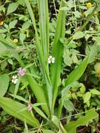 Image de Echeandia michoacensis (Poelln.) Cruden