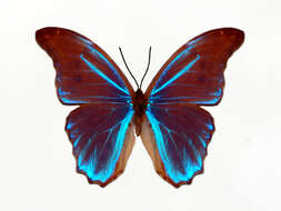 Imagem de Morpho menelaus Linnaeus 1758