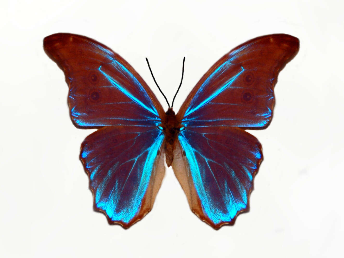 Imagem de Morpho menelaus Linnaeus 1758