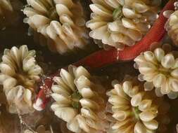 Image of Braun&#39;s pughead pipefish