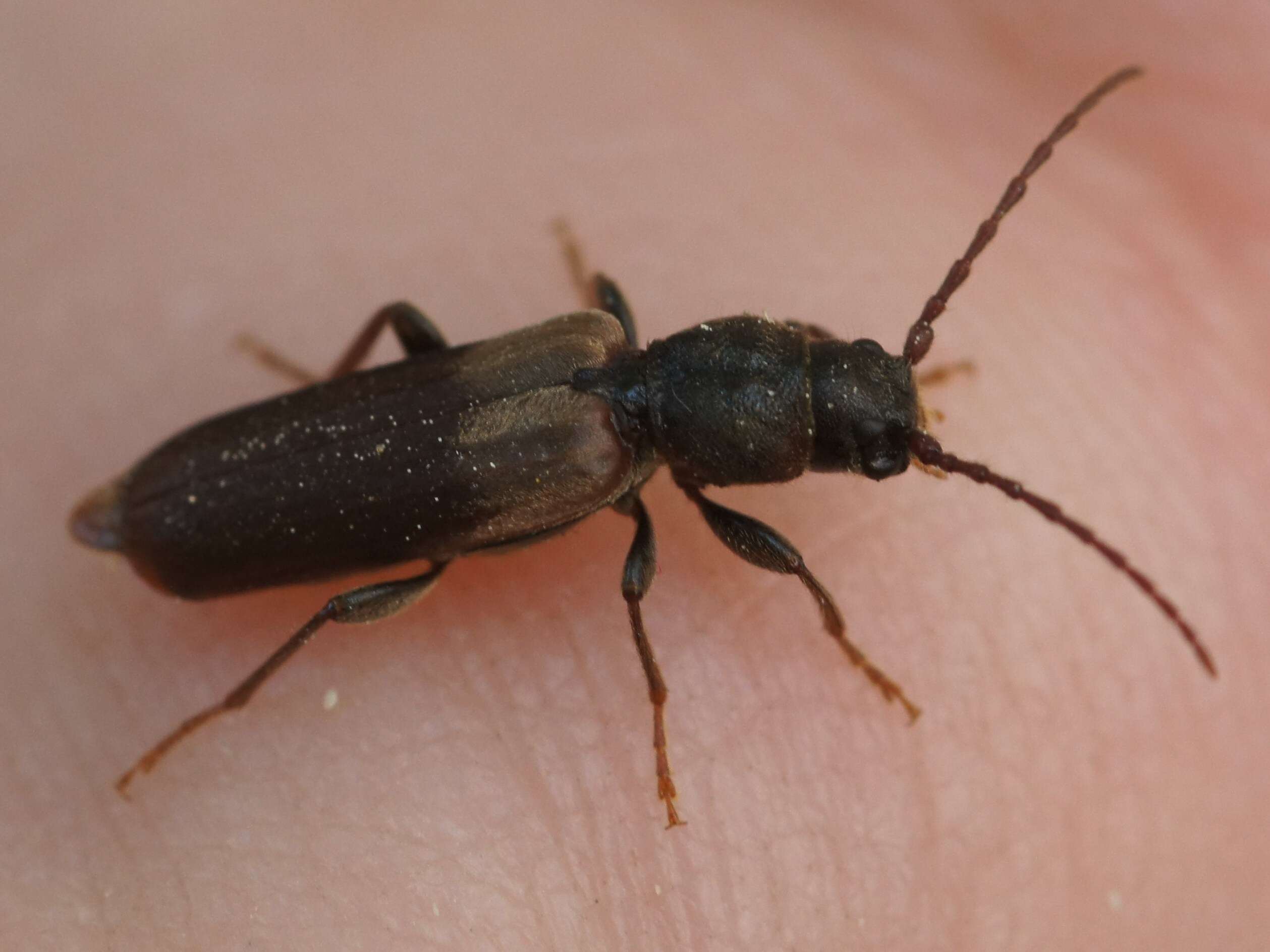 Image of Brown spruce longhorn beetle