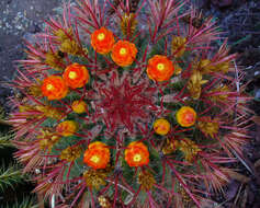 Image of Fire Barrel Cactus