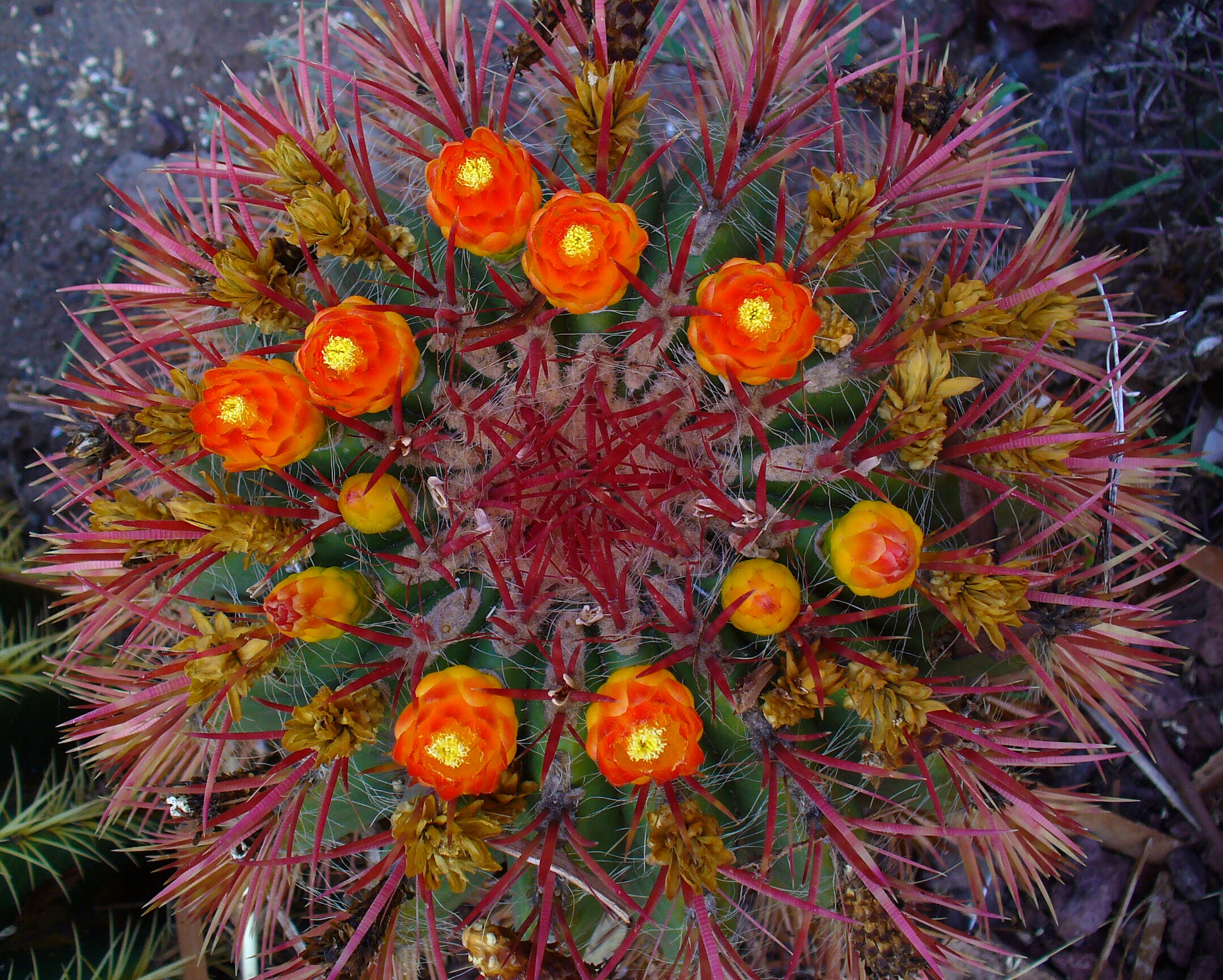 Image of Fire Barrel Cactus