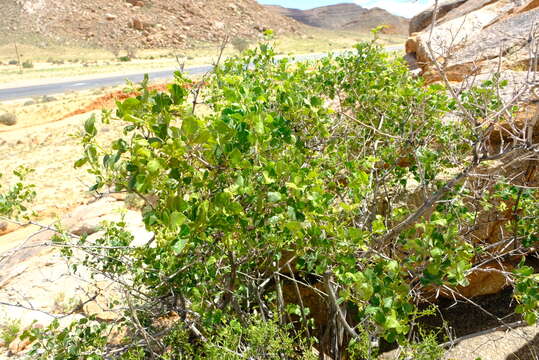 Image of Searsia populifolia (Sond.) Moffett