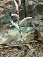 Image of Haworthia arachnoidea var. setata (Haw.) M. B. Bayer