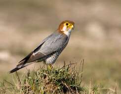 Image of Red-headed Falcon