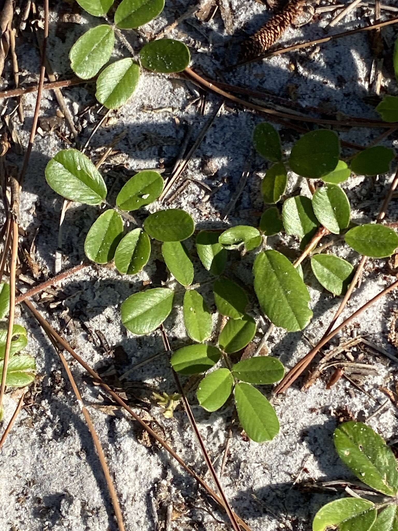 Image of scurf hoarypea