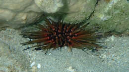 Image of reef urchin