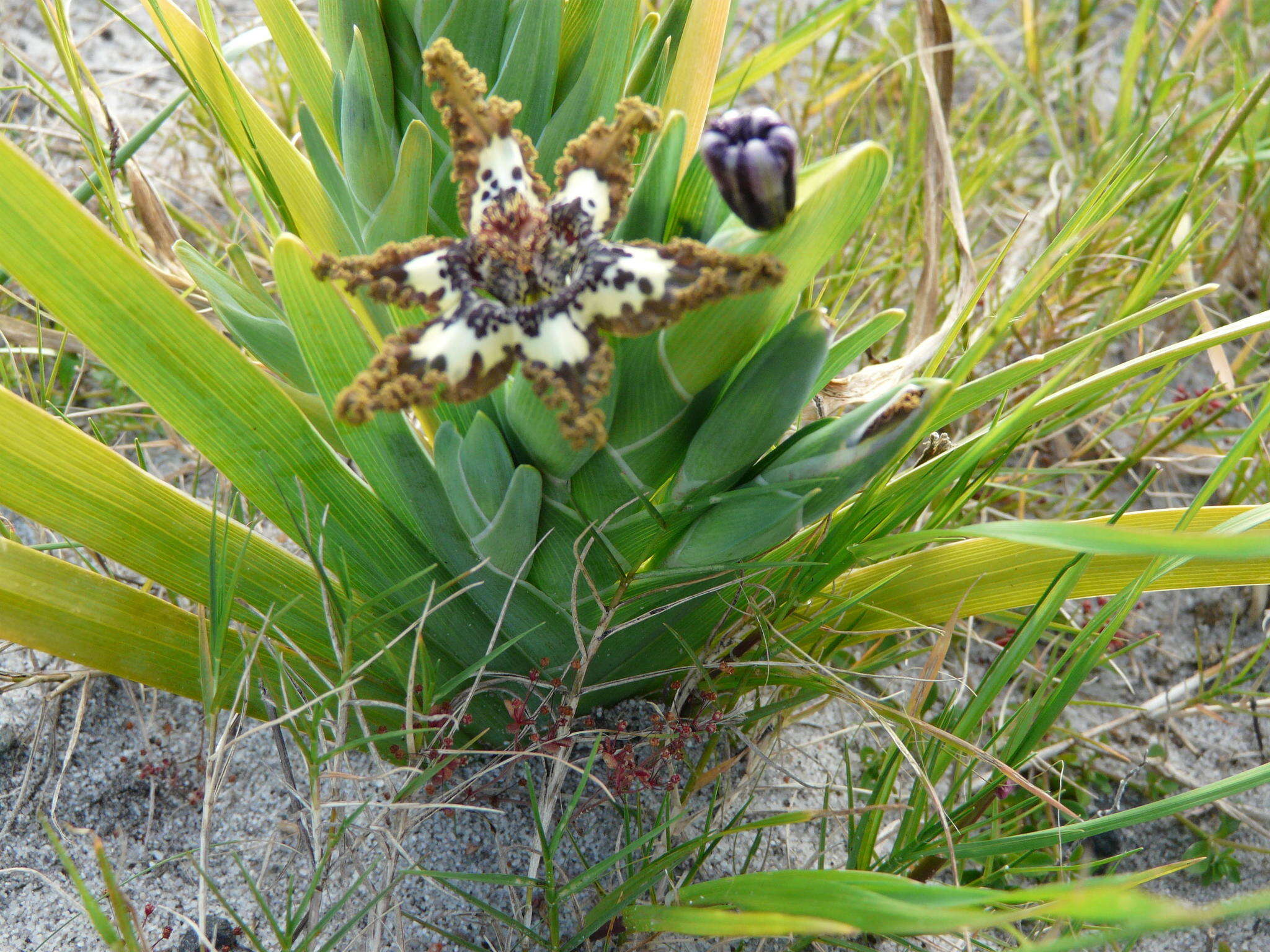 صورة Ferraria crispa Burm.