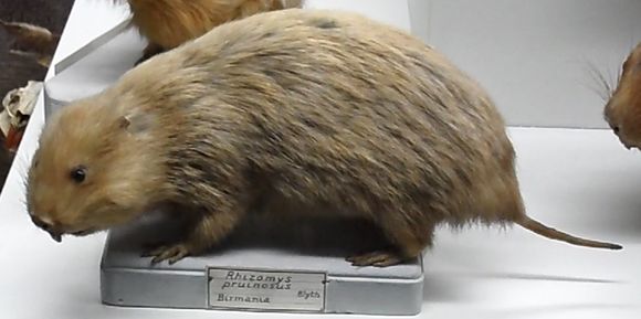 Image of Hoary Bamboo Rat