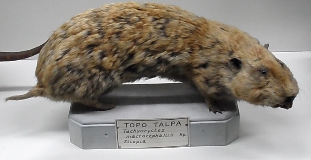 Image of Big-headed mole rat