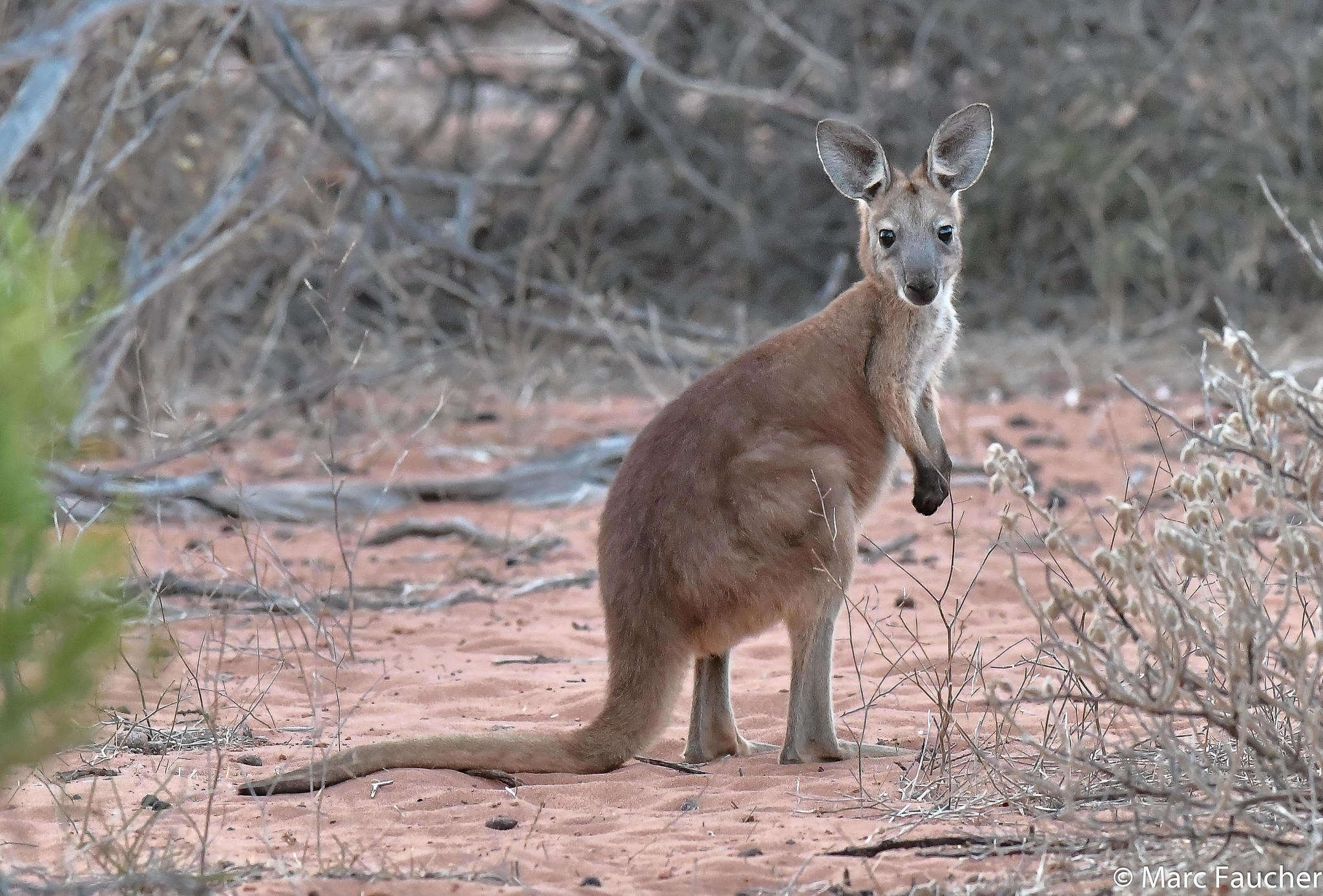 Macropus robustus erubescens Sclater 1870的圖片