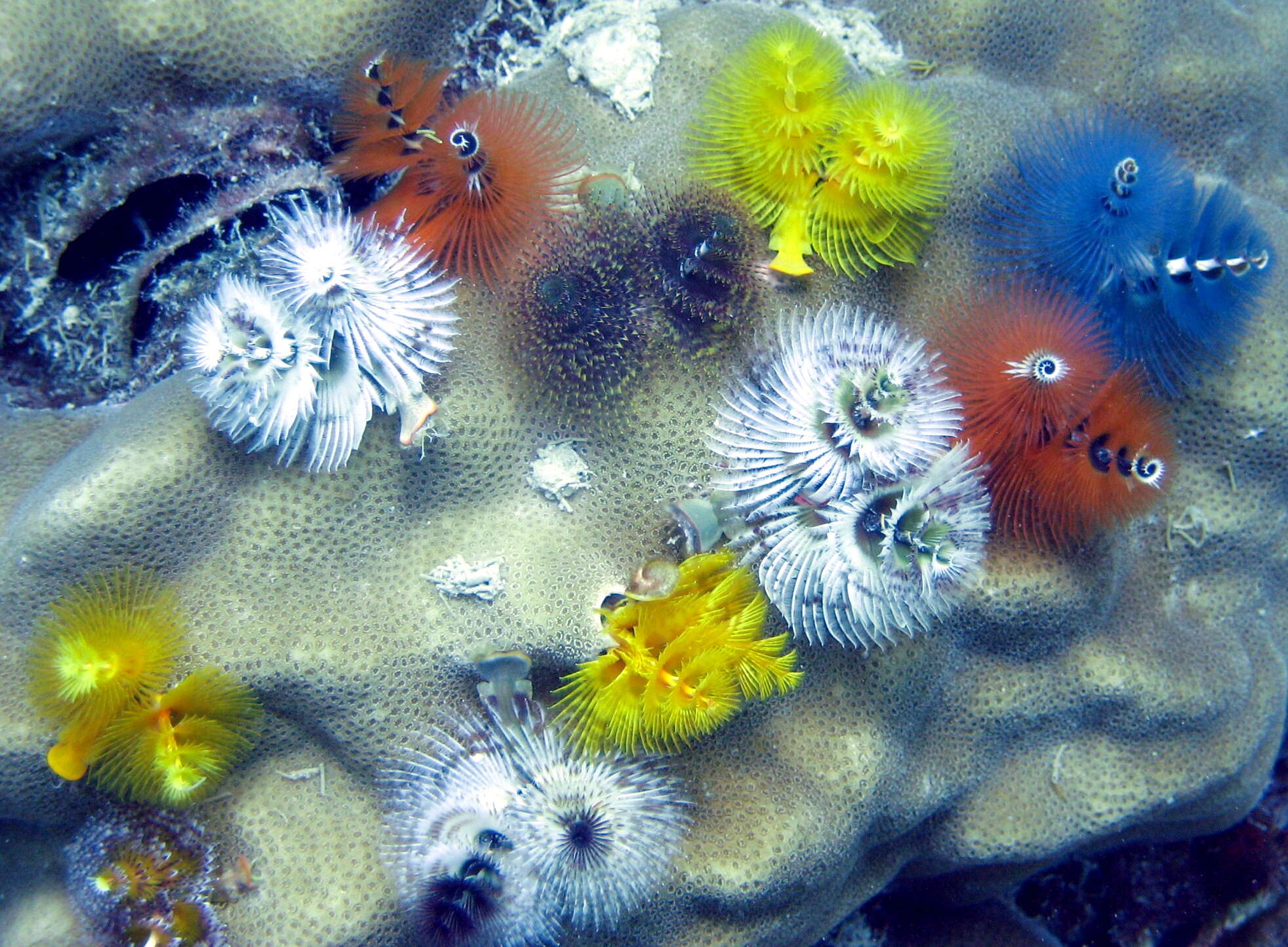 Image of Christmas tree worm