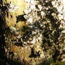 Image of Sydney rock oyster