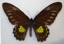 Image of Troides miranda (Butler 1869)