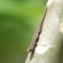 Image of Angulated dwarf gecko