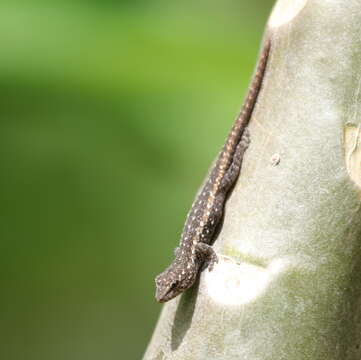 Слика од Lygodactylus angularis Günther 1893