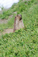 Image of Olympic Marmot