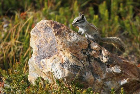 Image of Alpine Chipmunk